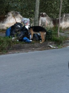 Randagi e buste rifiuti  abbandonate a Baia Felice