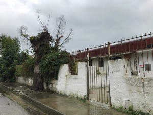 piante non curate viale del Giglio